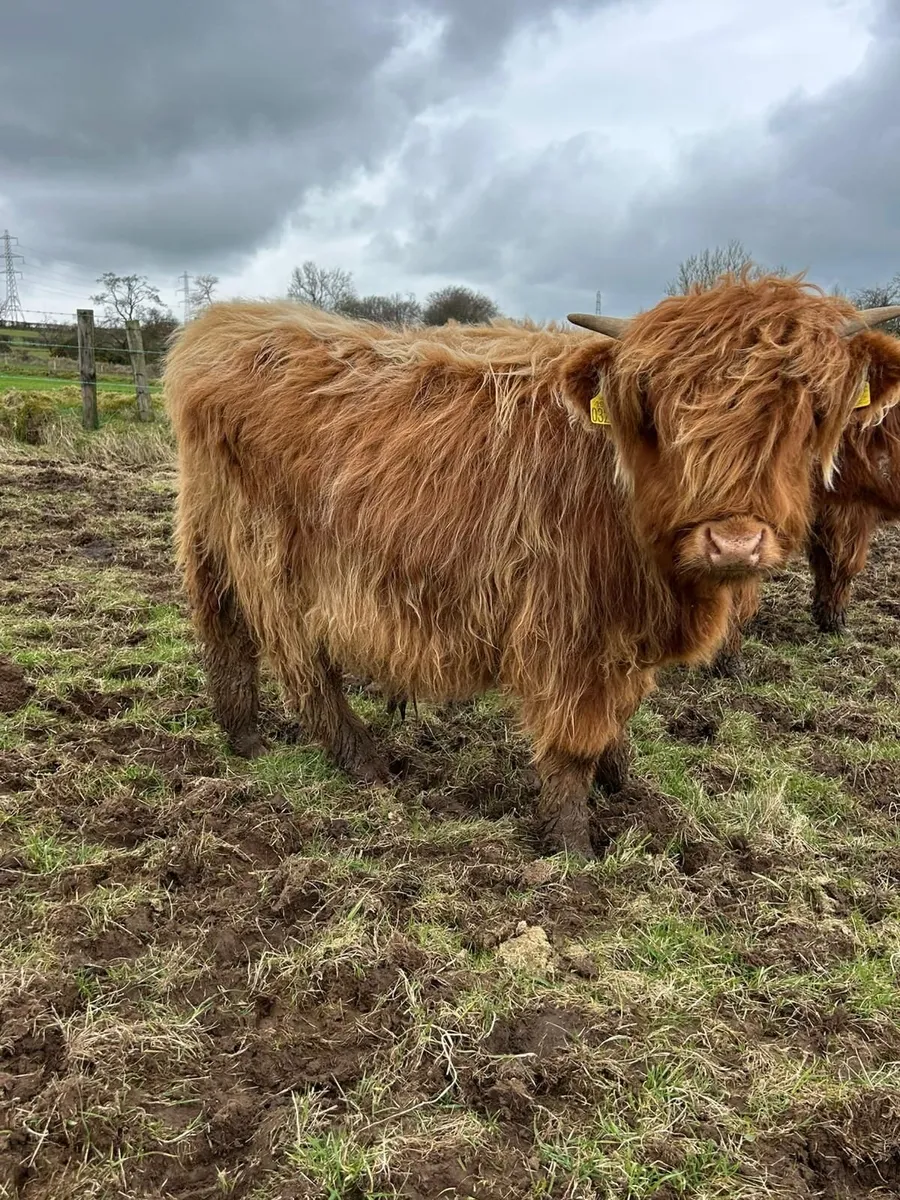 Highland Calves - Image 2