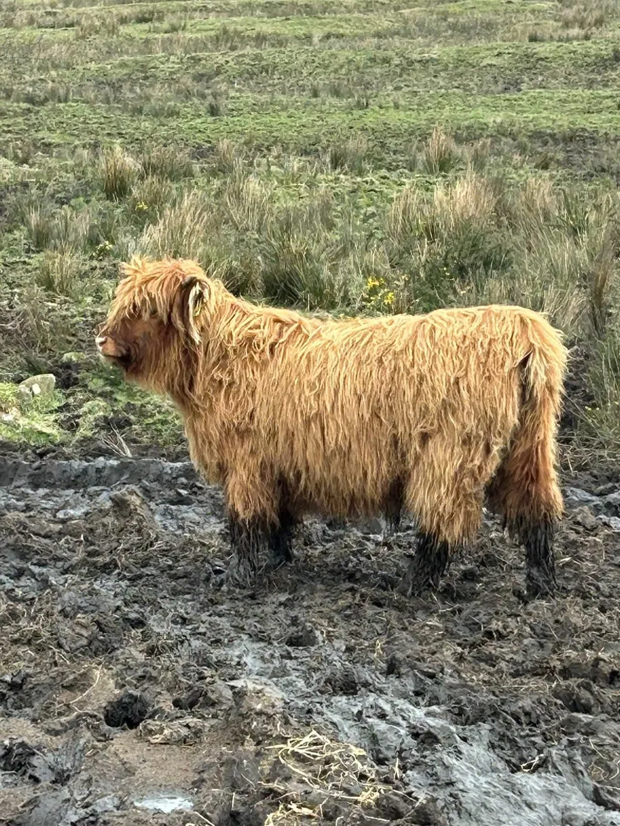 Highland Calves - Image 3
