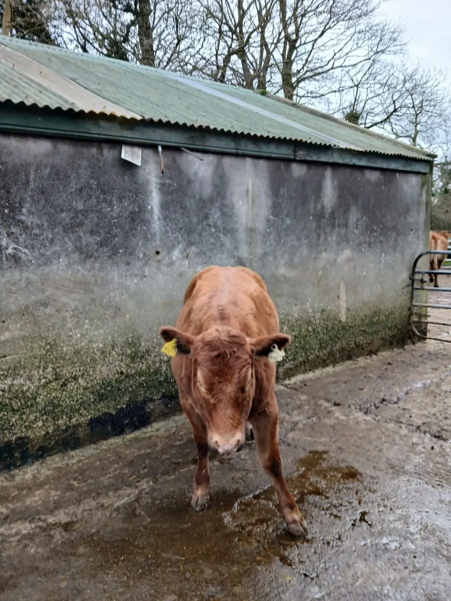 Hybrid BB/LM heifer @ Balla sale March 10th - Image 2