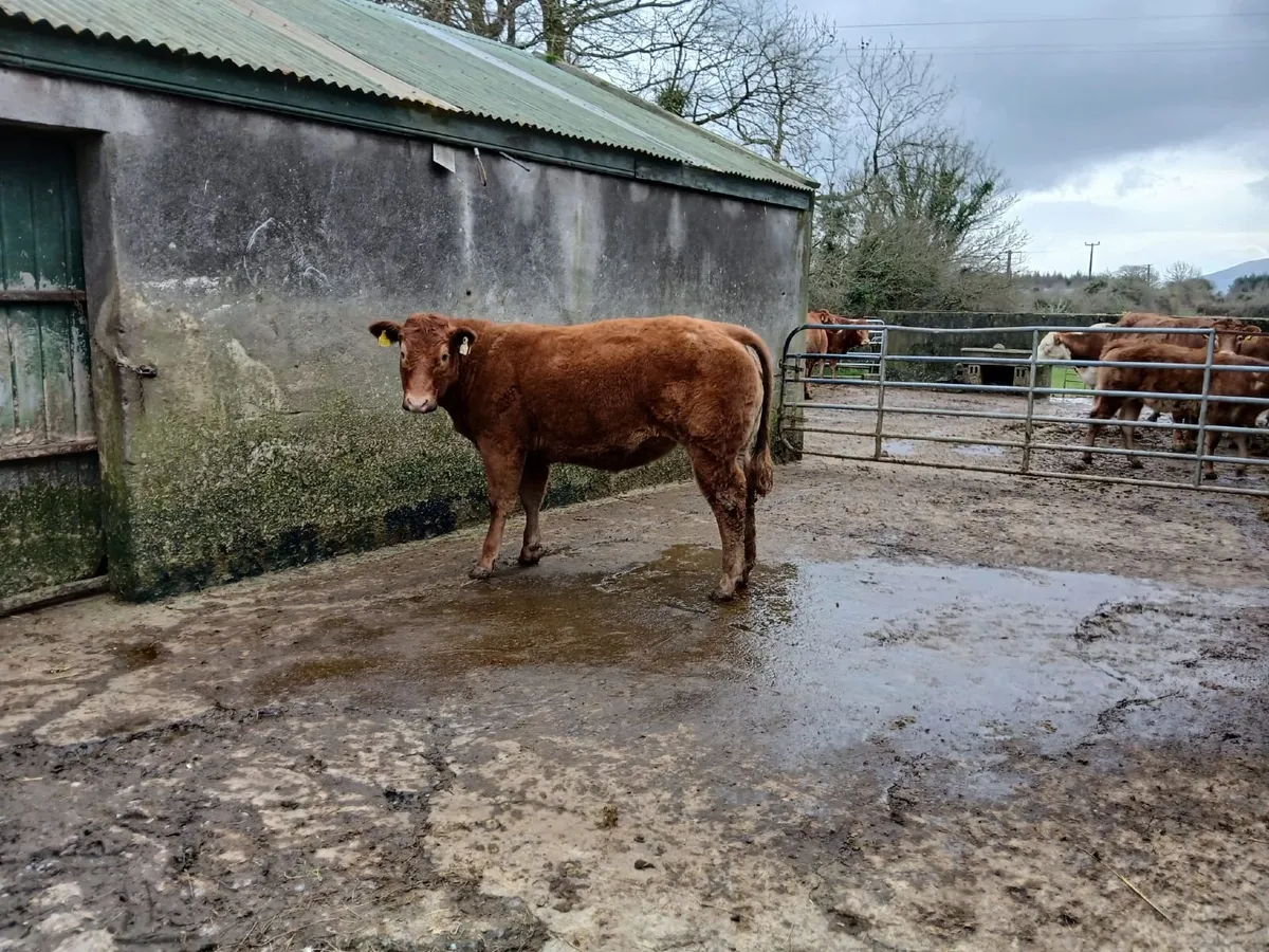 Hybrid BB/LM heifer @ Balla sale March 10th - Image 1