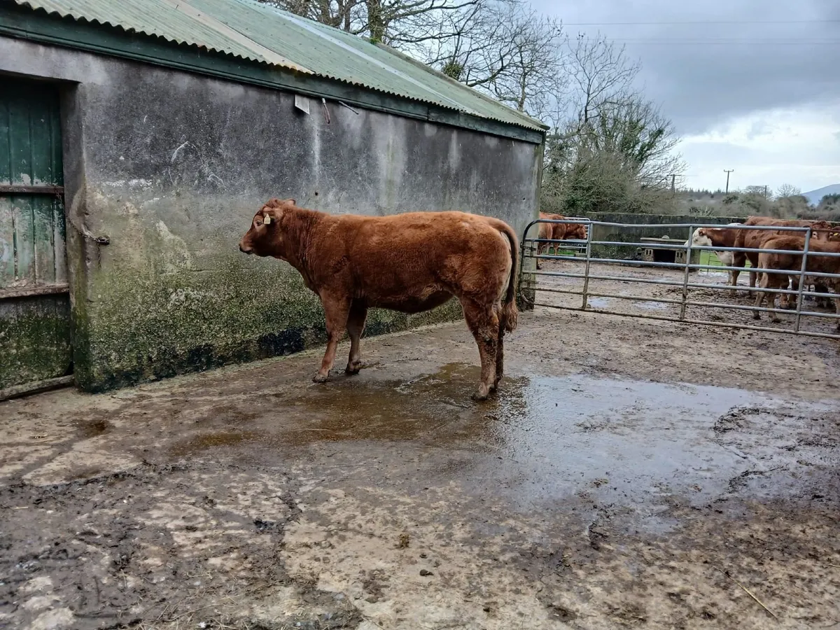 Hybrid BB/LM heifer @ Balla sale March 10th - Image 3