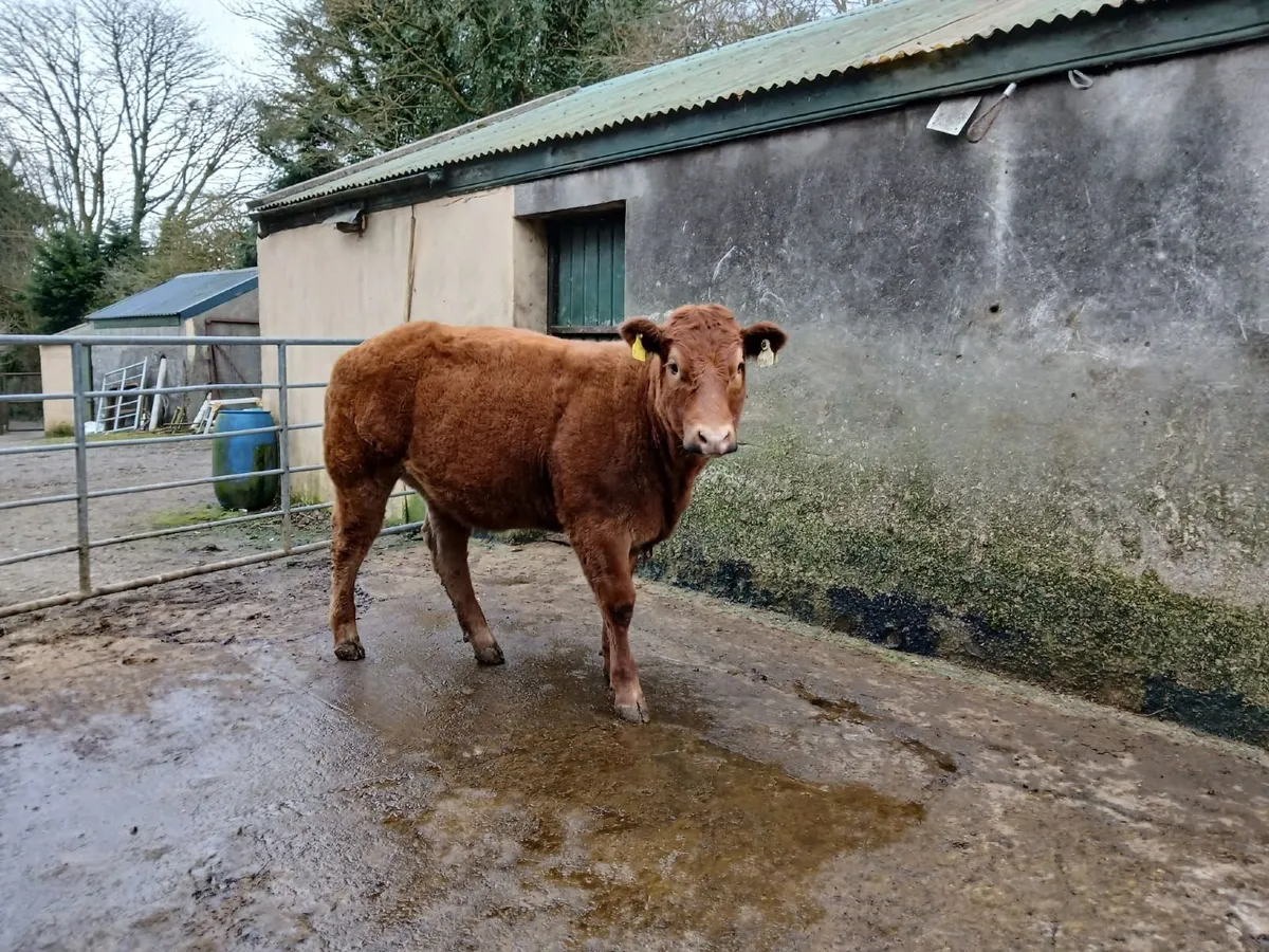 Hybrid BB/LM heifer @ Balla sale March 10th - Image 4