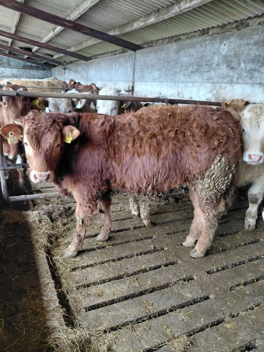 Bull weanlings - Image 4