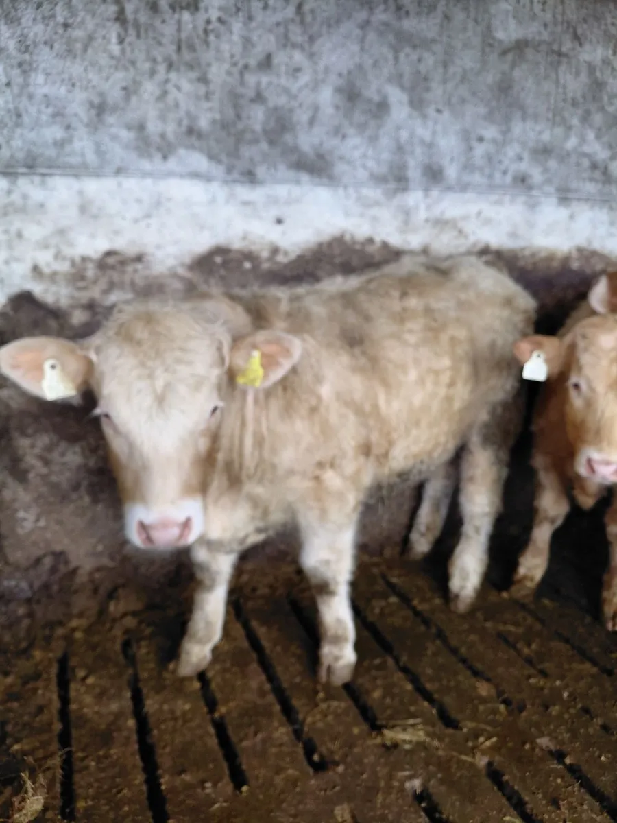 Bull weanlings - Image 1