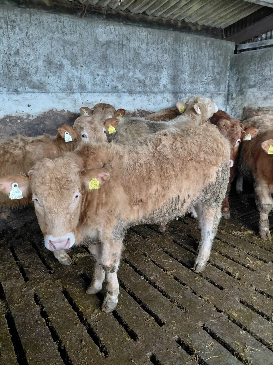 Bull weanlings - Image 2