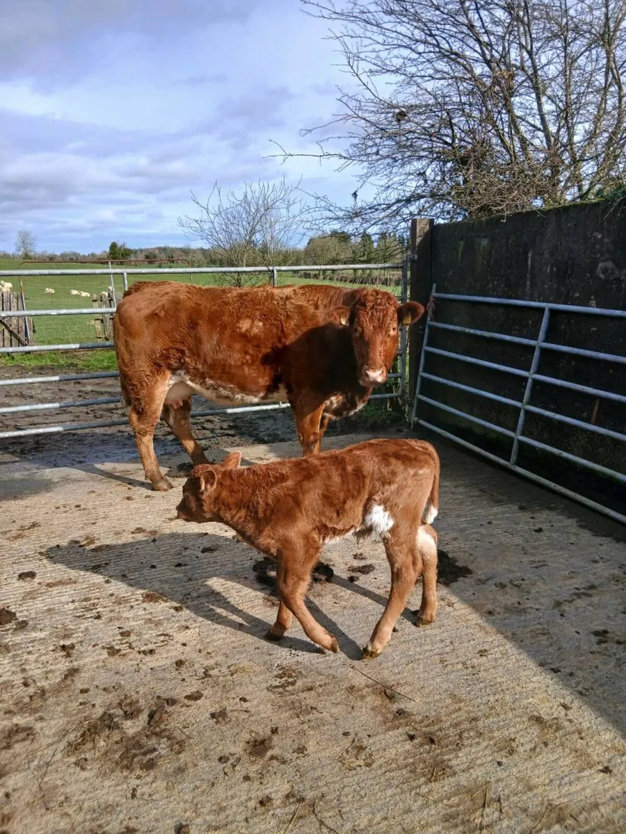 Limousine heifer and calf - Image 2