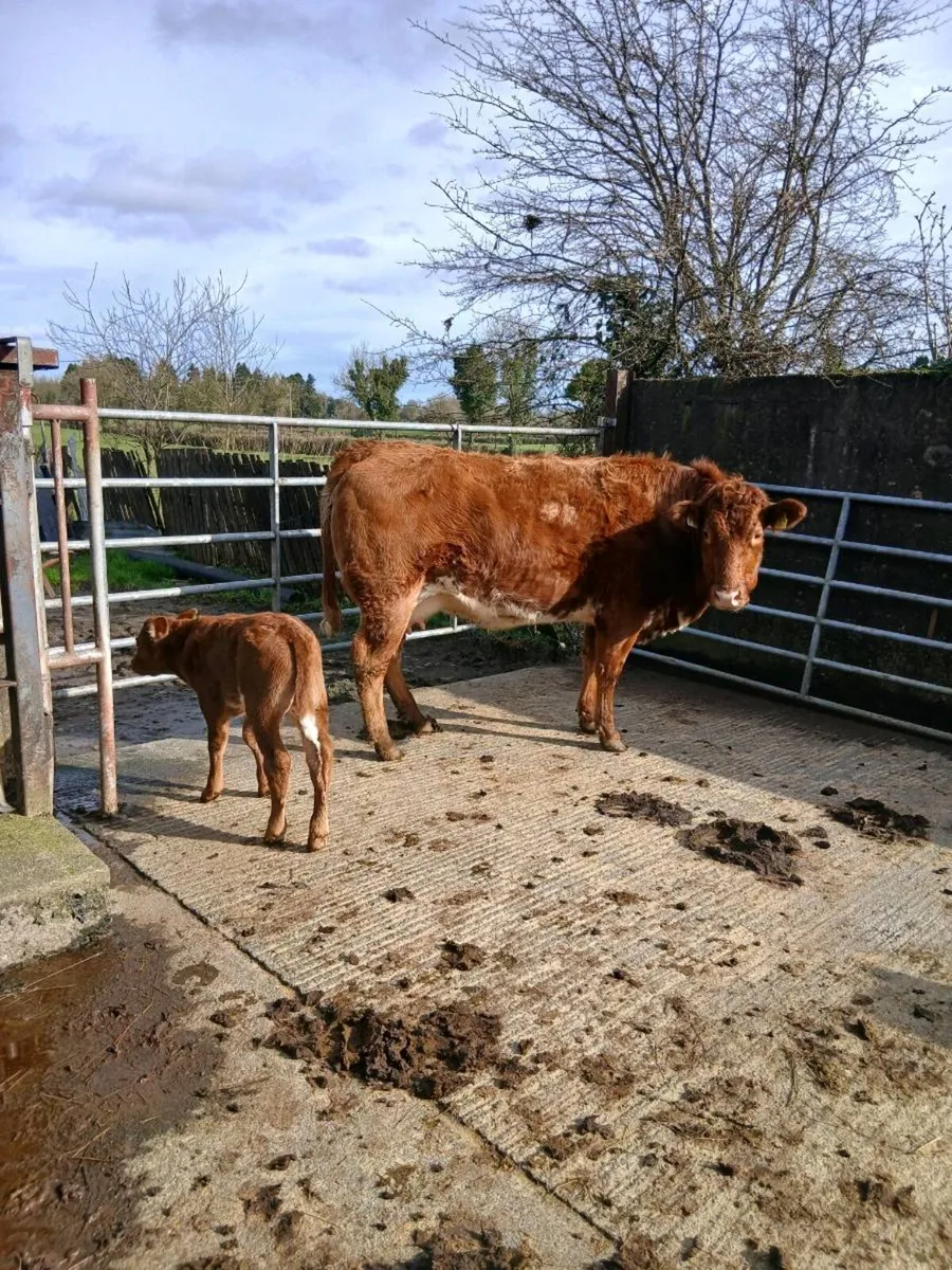 Limousine heifer and calf - Image 3