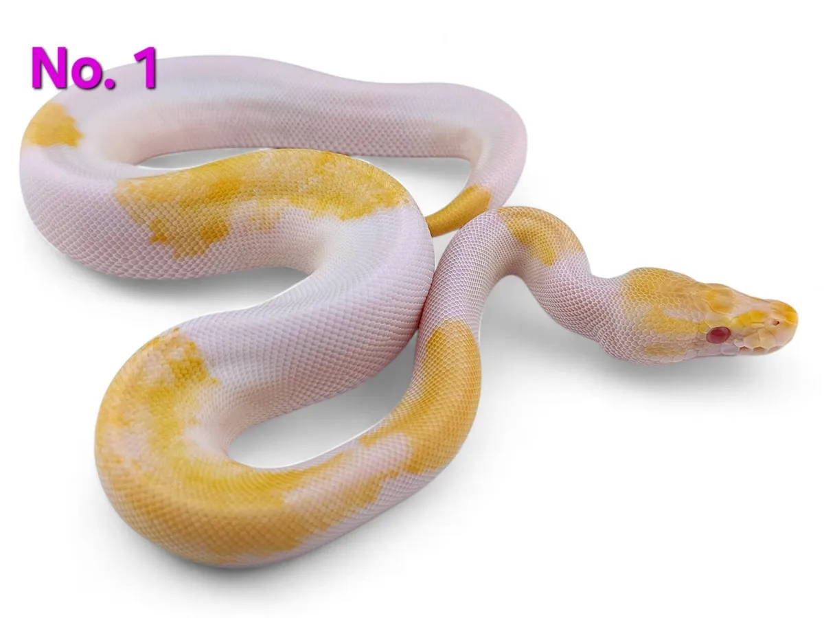 Royal Pythons All Female ♀️ - Image 1