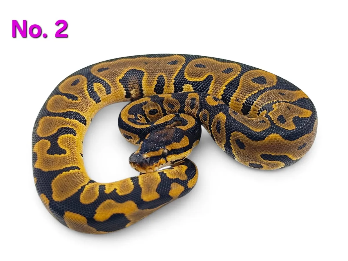 Royal Pythons All Female ♀️ - Image 2