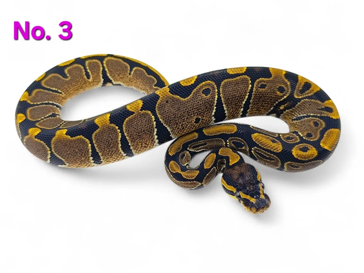 Royal Pythons All Female ♀️ - Image 3