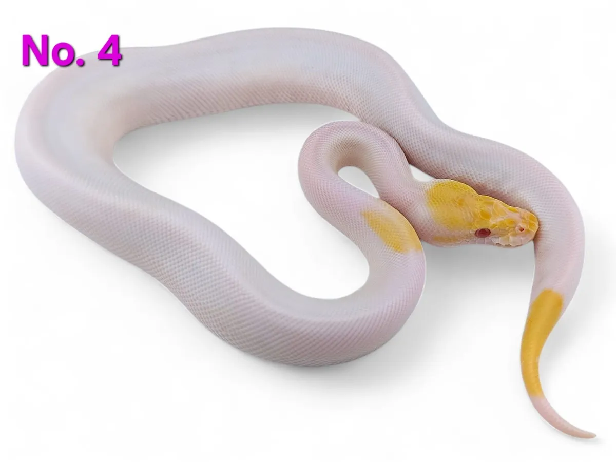 Royal Pythons All Female ♀️ - Image 4
