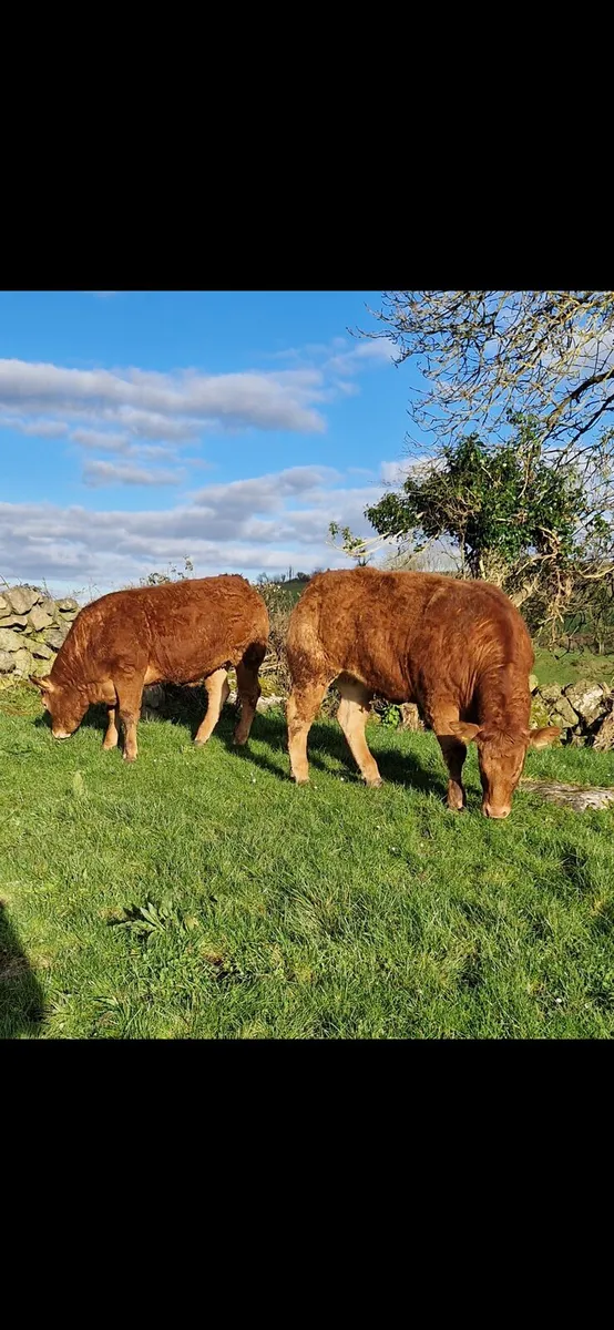 Heifers - Image 2