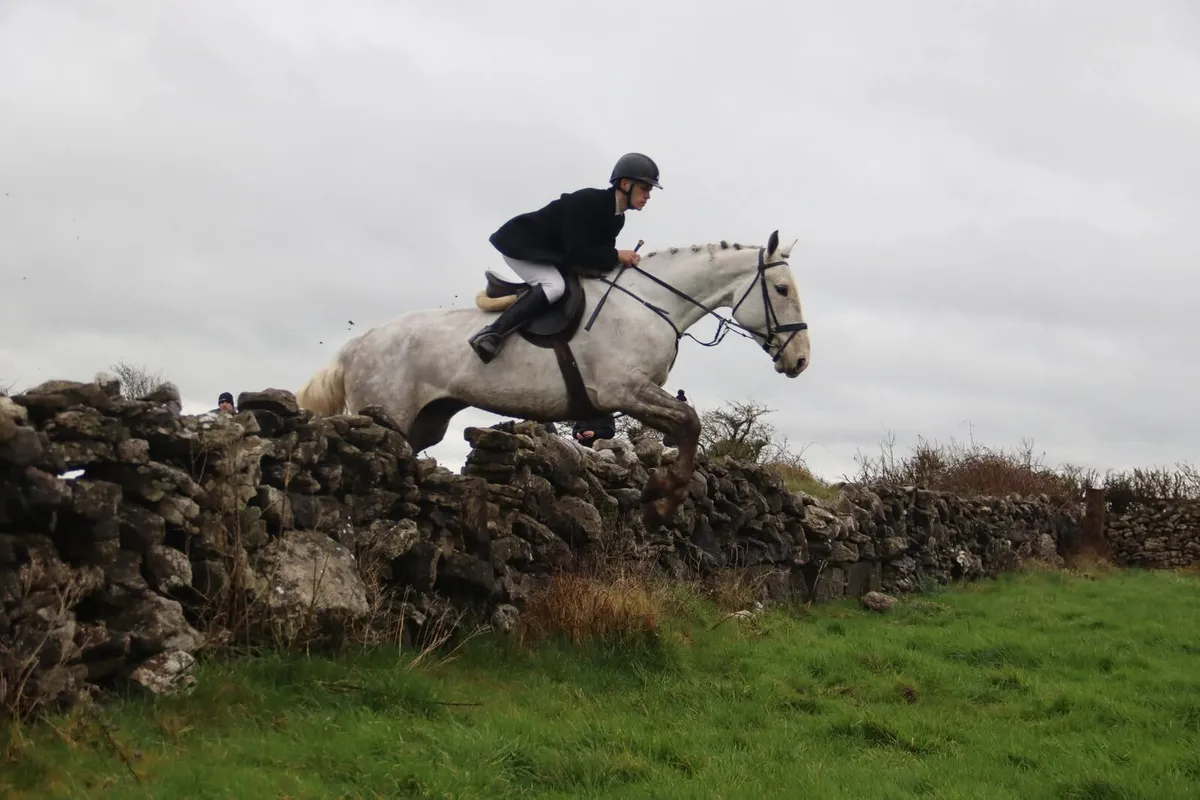 Top hunting mare - Image 2