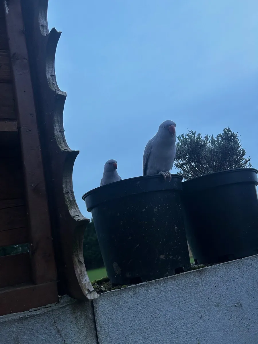 ‘’Free flying’’ IRN . Sale or swop - Image 2