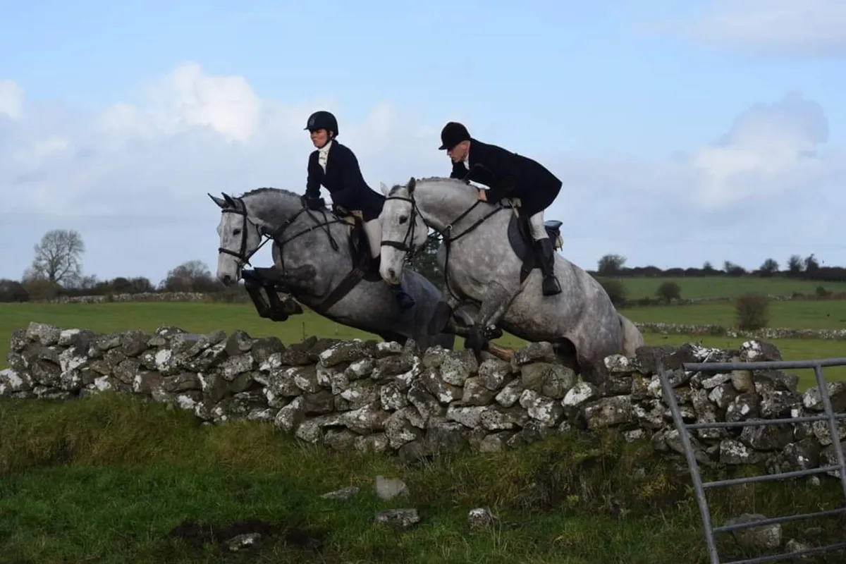 Top hunting mare - Image 3