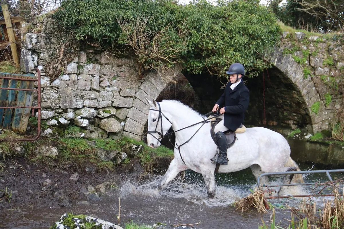 Top hunting mare - Image 1