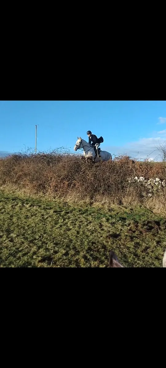 Top hunting mare - Image 4