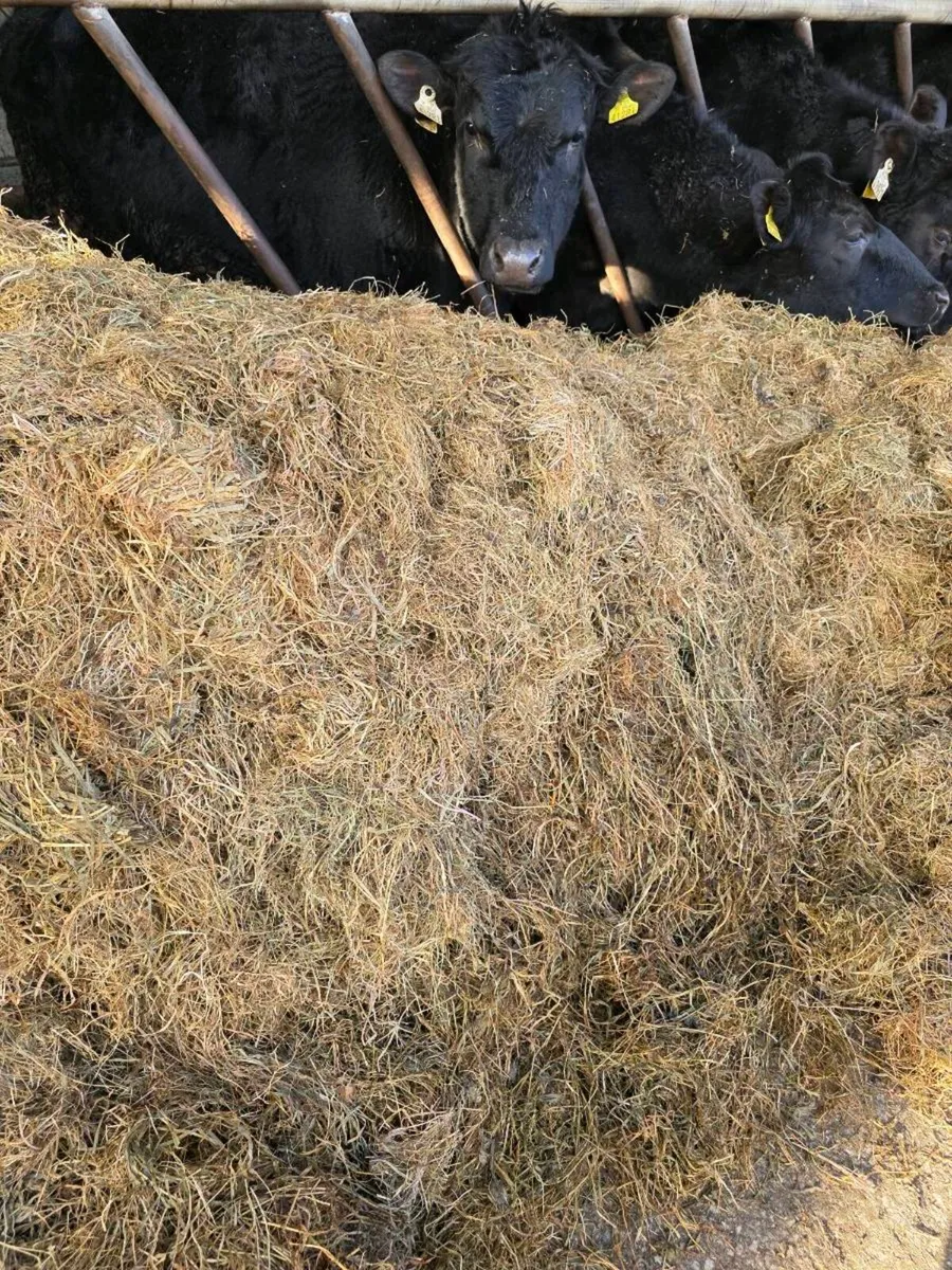 Round Bales sillage - Image 4