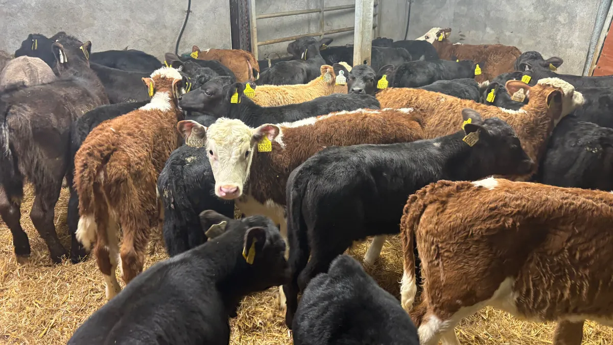 ⭐️Top Quality Calves⭐️ - Image 1