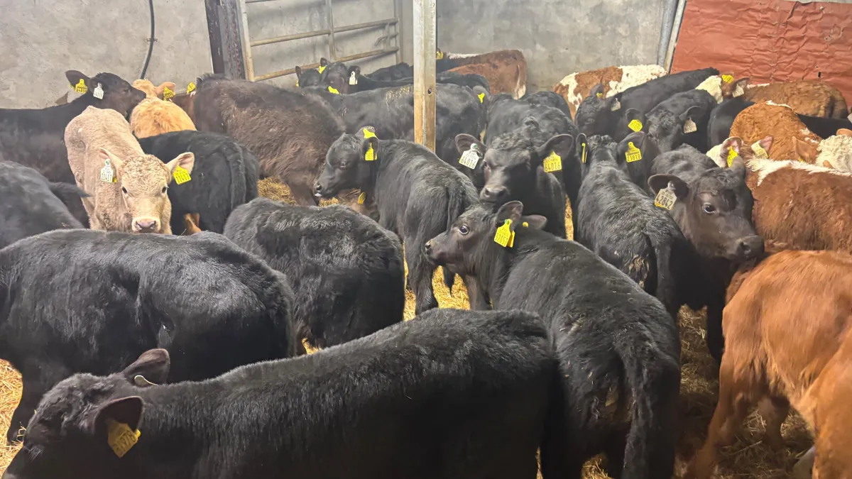 ⭐️Top Quality Calves⭐️ - Image 2