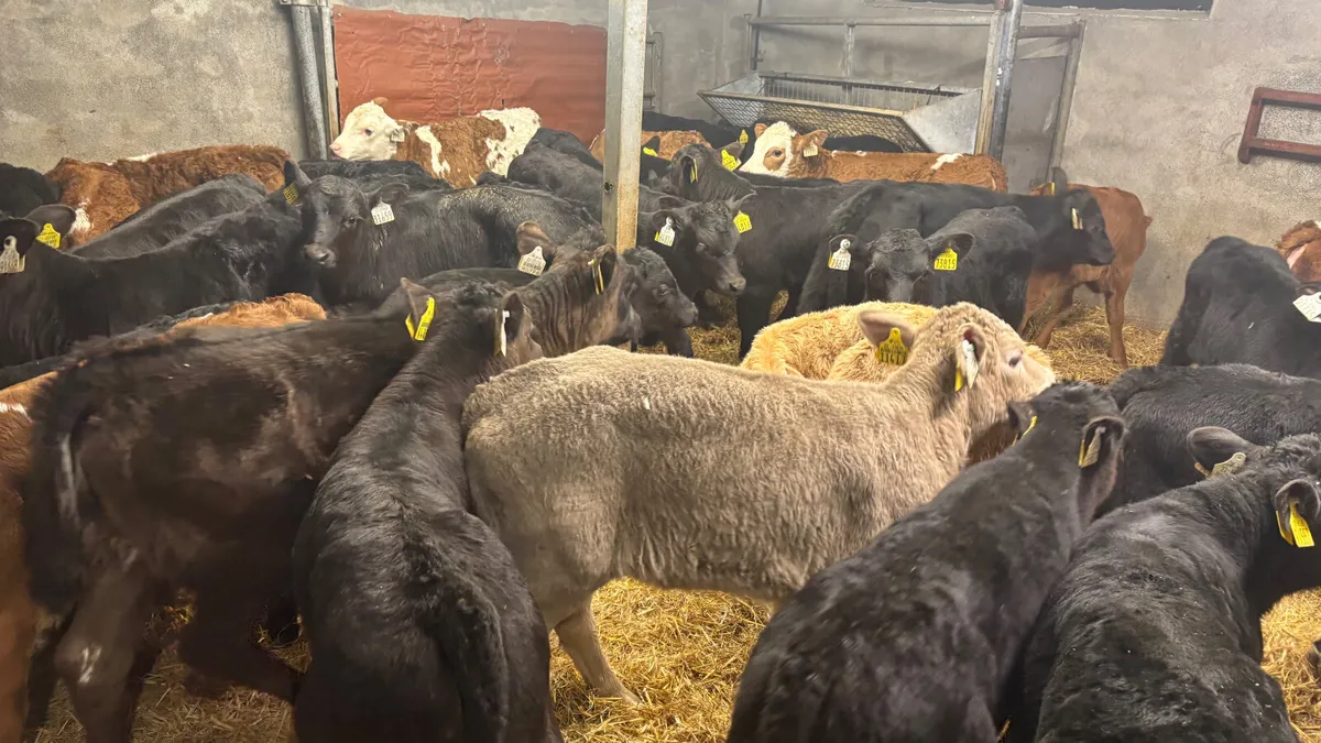 ⭐️Top Quality Calves⭐️ - Image 3