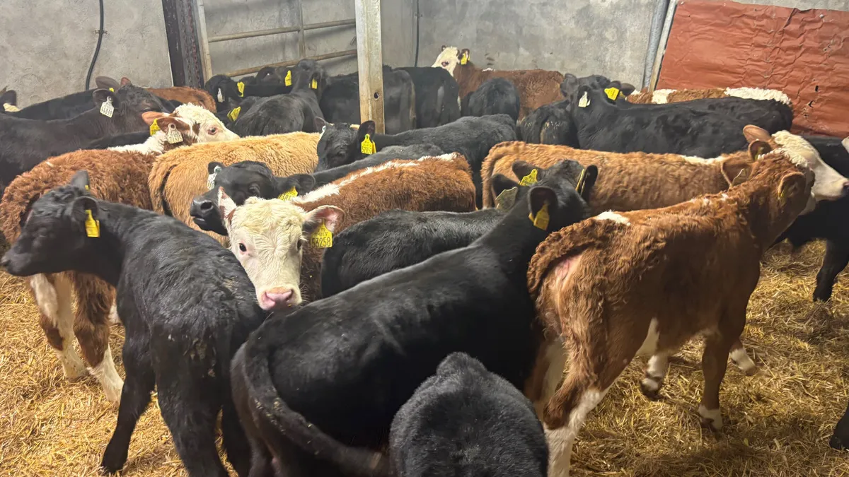 ⭐️Top Quality Calves⭐️ - Image 4