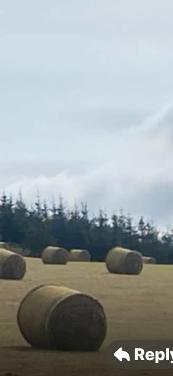 Hay - Image 2