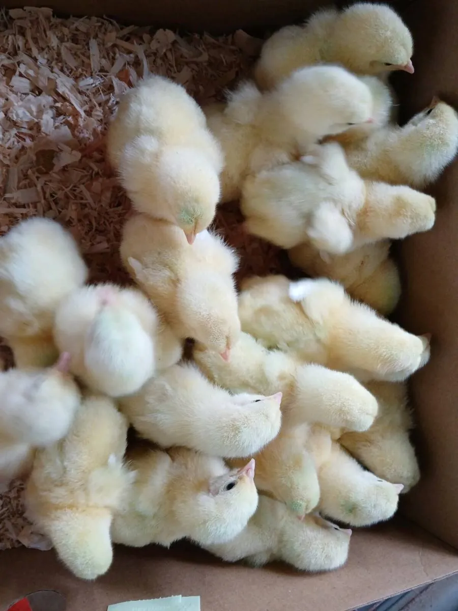 Broiler chick's - Image 1