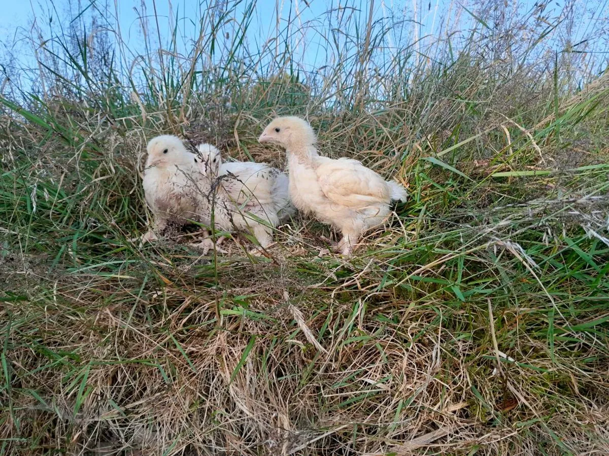 Broiler chick's - Image 3