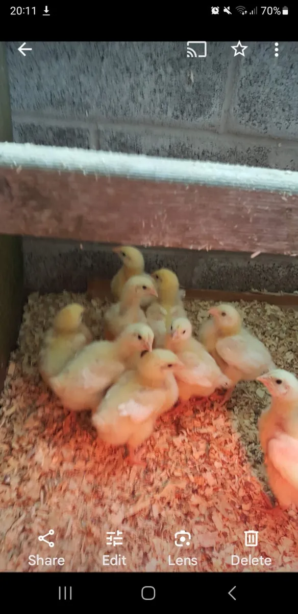 Broiler chick's - Image 2