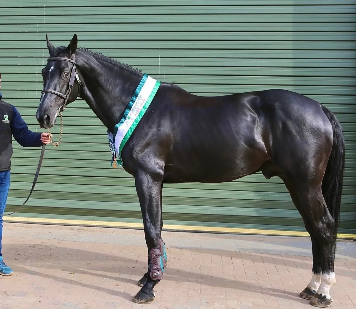 Stallions at stud 2026 - Image 1