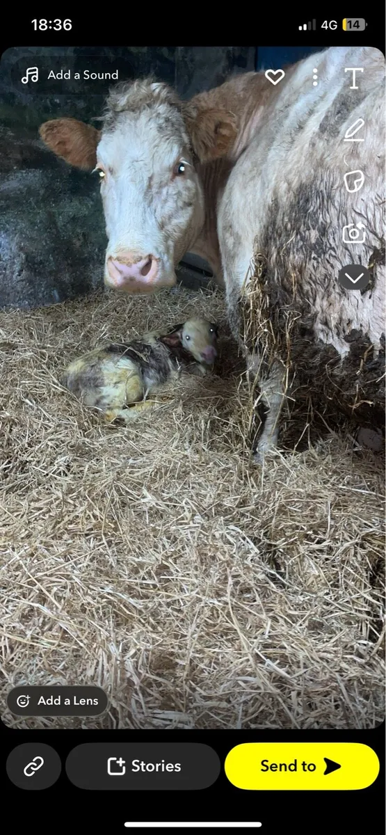 Ai bred blue heifer - Image 2