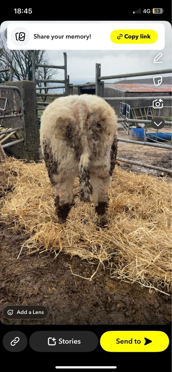 Ai bred blue heifer - Image 3