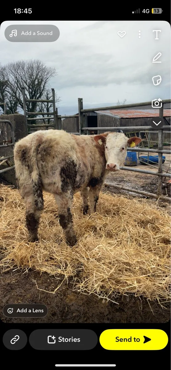 Ai bred blue heifer - Image 4