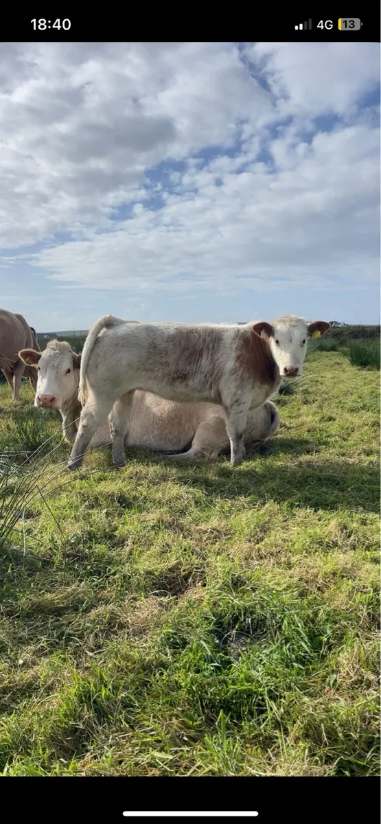 Ai bred blue heifer - Image 1