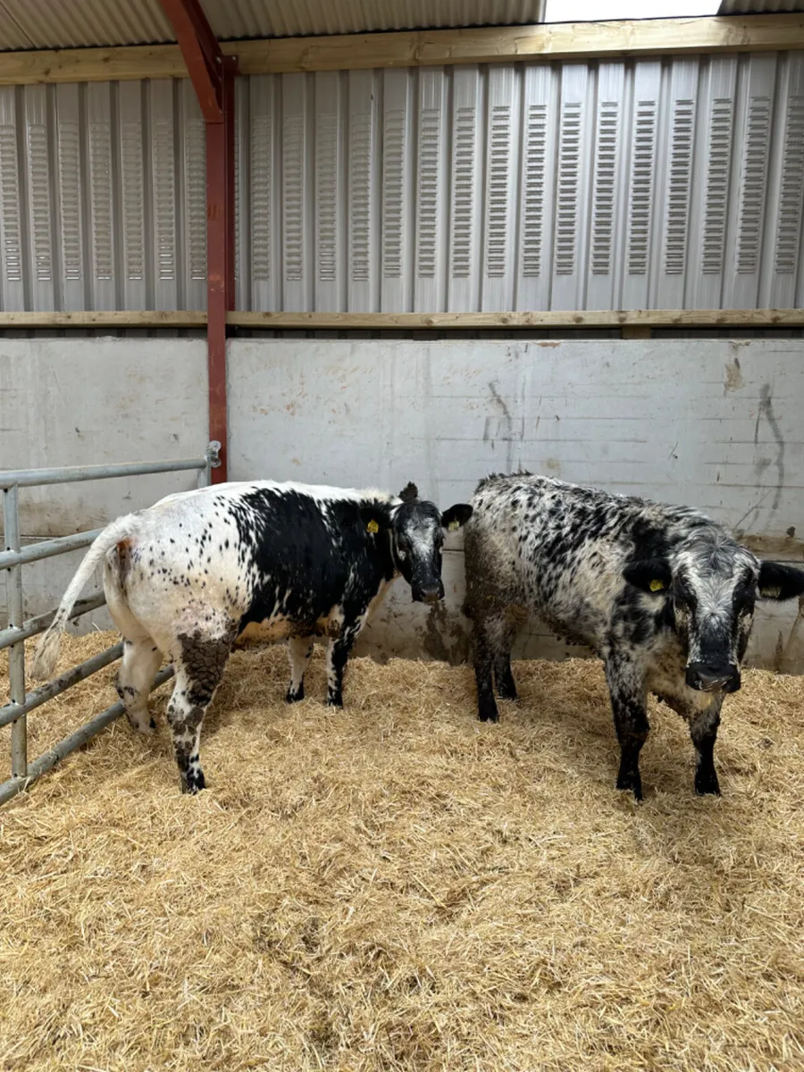 Speckle Park Bulling heifers - Image 2