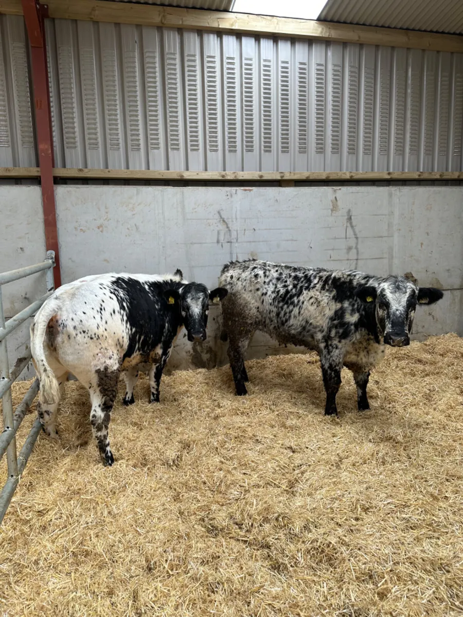 Speckle Park Bulling heifers - Image 1