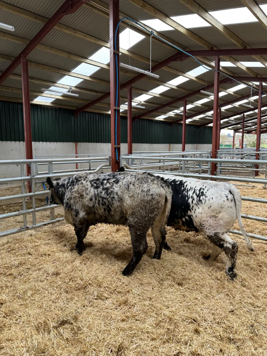 Speckle Park Bulling heifers - Image 4