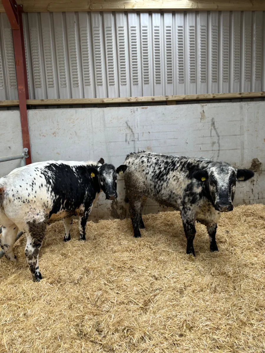 Speckle Park Bulling heifers - Image 3