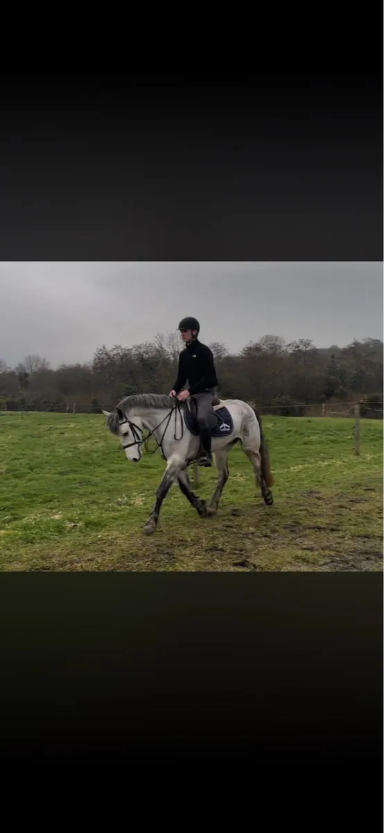 ⭐️ 5 year old 148cm gelding ⭐️ - Image 1