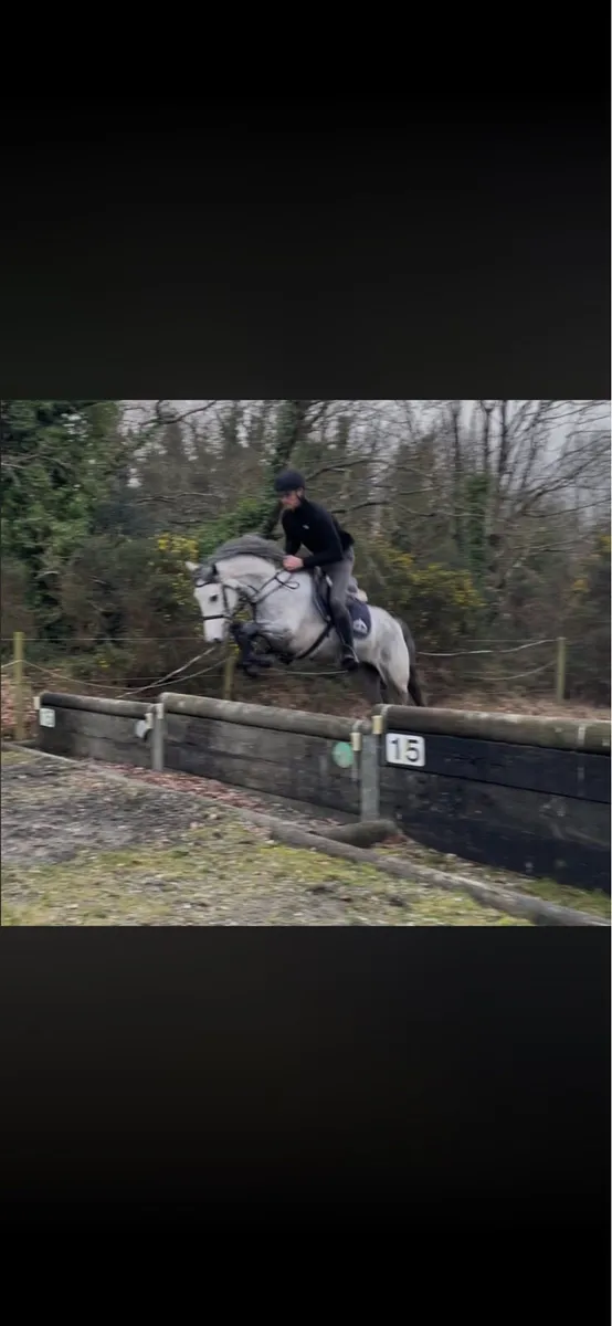 ⭐️ 5 year old 148cm gelding ⭐️ - Image 4