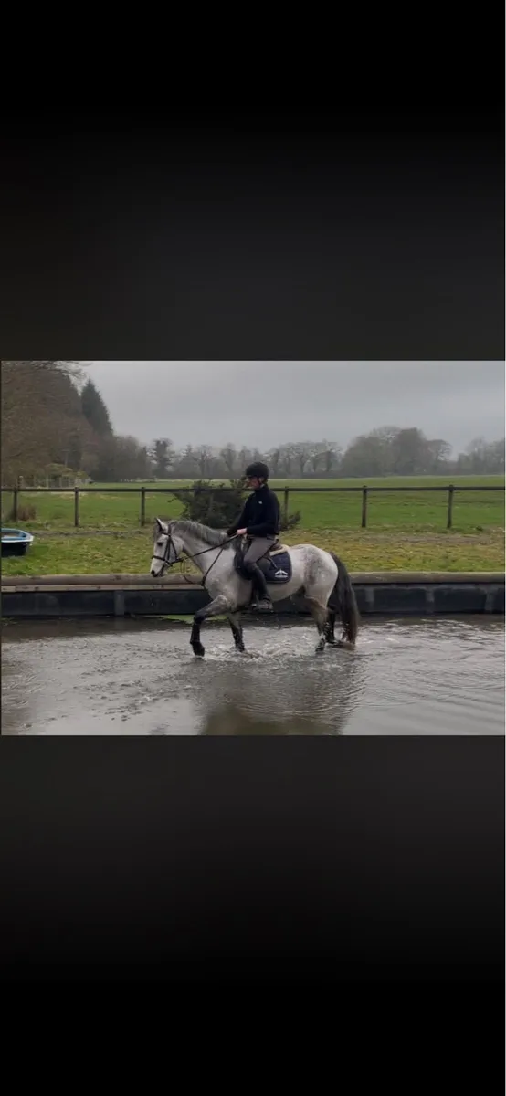 ⭐️ 5 year old 148cm gelding ⭐️ - Image 3