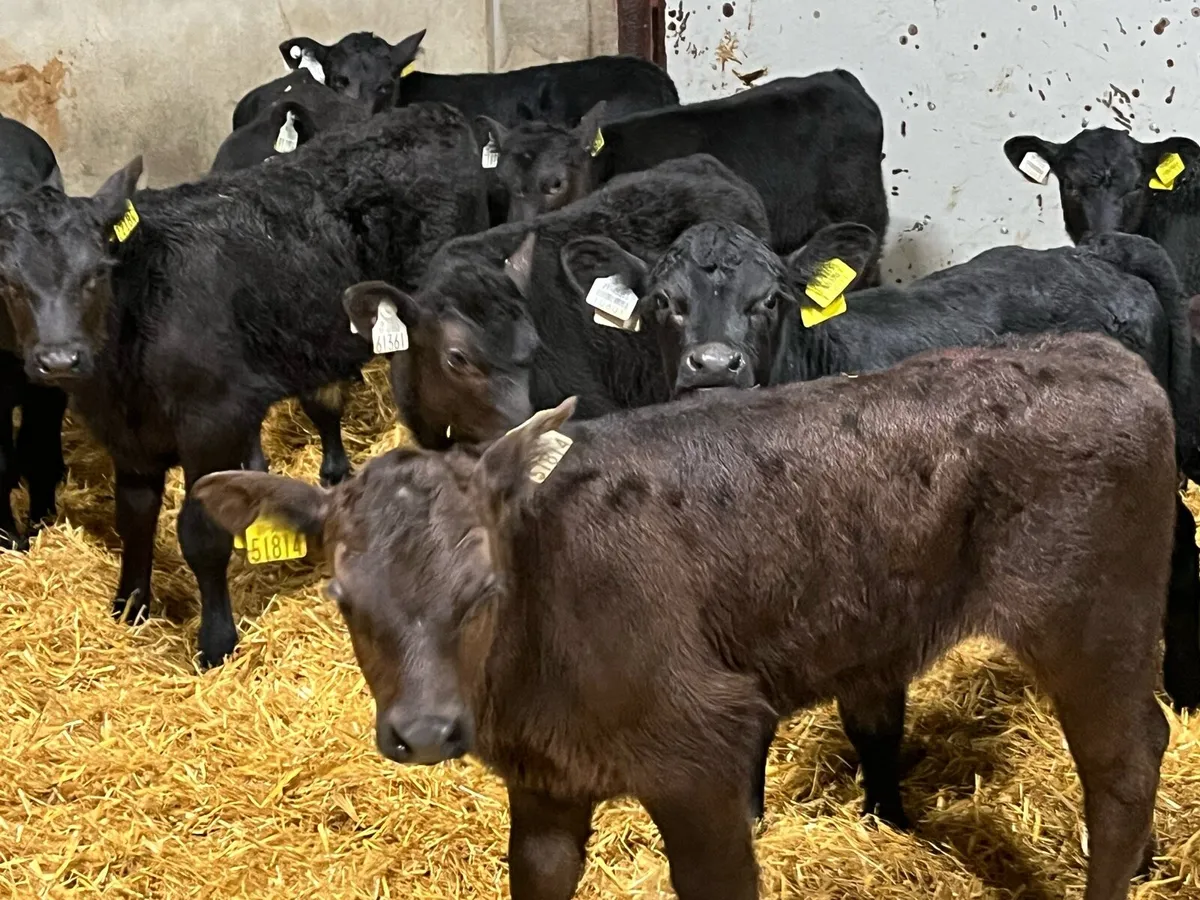 10 Real Proper AA Bull Calves - Image 3