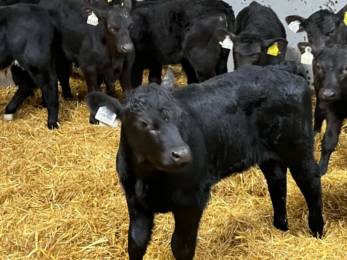 10 Real Proper AA Bull Calves - Image 4