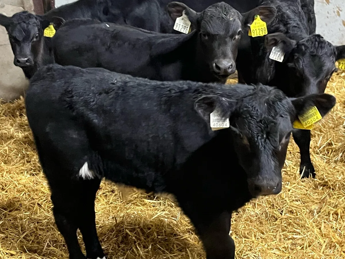 10 Real Proper AA Bull Calves - Image 1