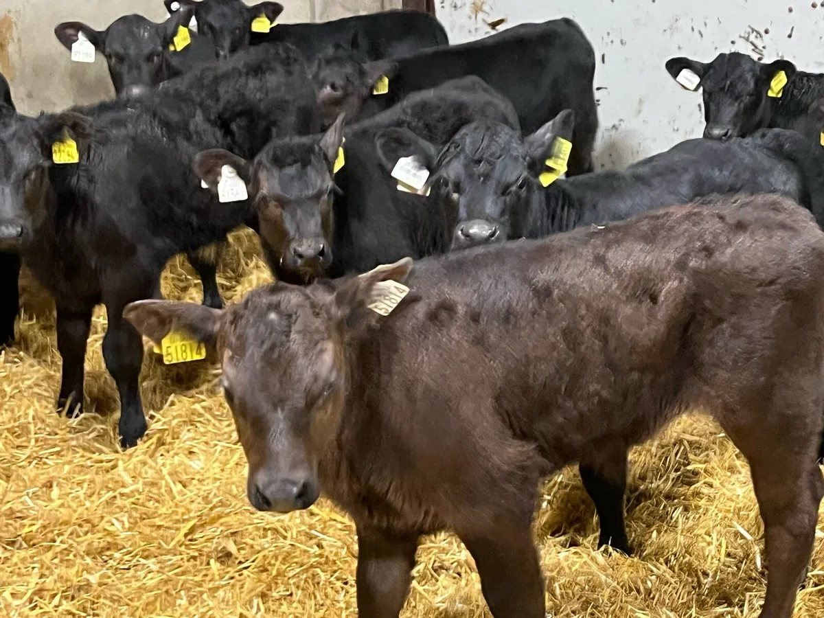 10 Real Proper AA Bull Calves - Image 2