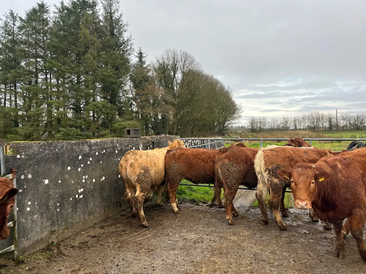16 Breeding Heifers for Elphin Mart Wednesday 11th - Image 4
