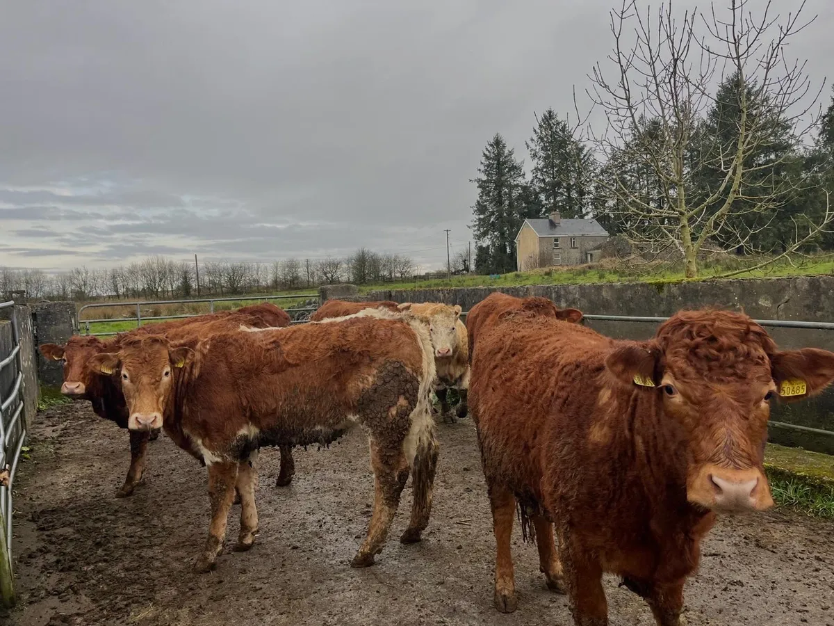16 Breeding Heifers for Elphin Mart Wednesday 11th - Image 2