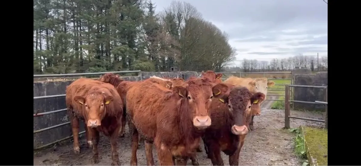 16 Breeding Heifers for Elphin Mart Wednesday 11th - Image 1