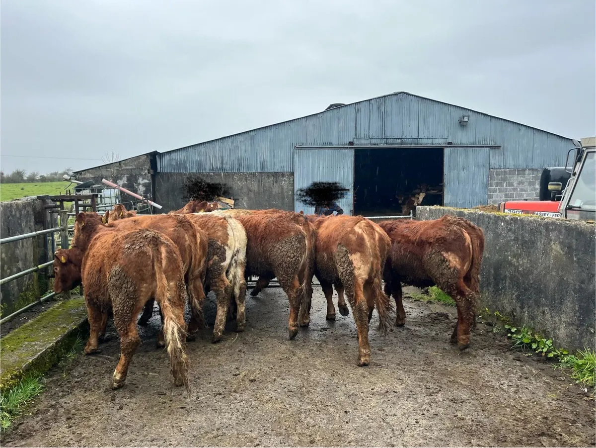16 Breeding Heifers for Elphin Mart Wednesday 11th - Image 3